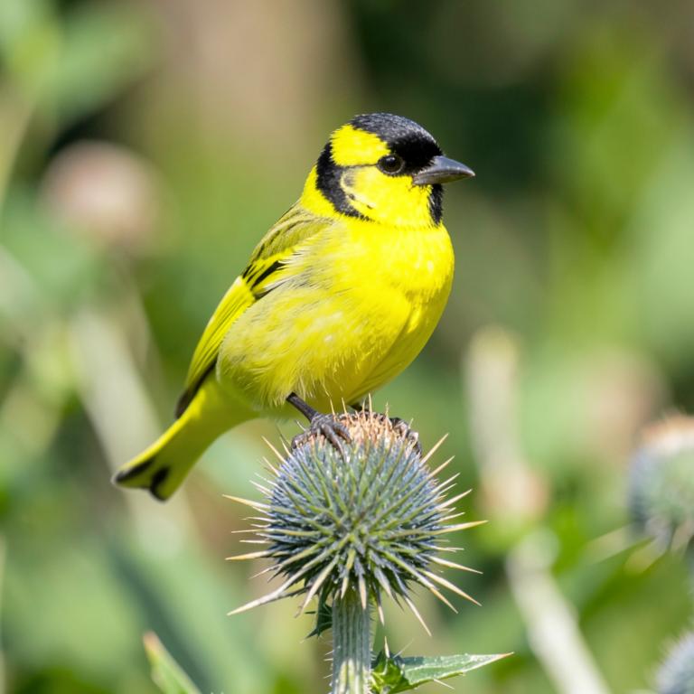 Male American Goldfinch in bright yellow breeding plumage clinging to a seed head