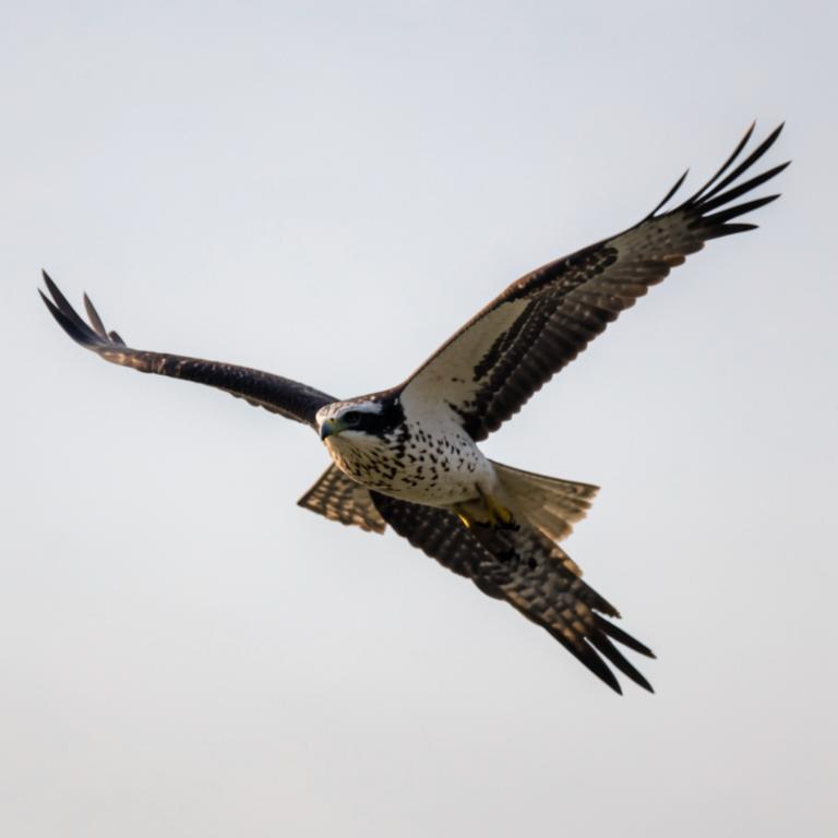 Osprey in flight with white underparts and dark eye stripe against a clear sky